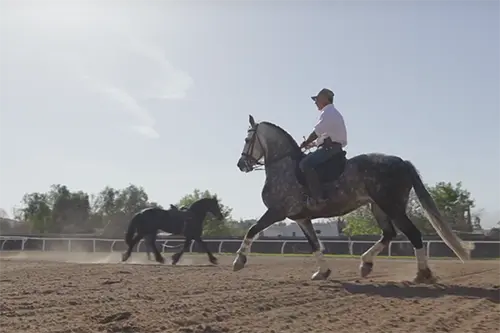Ray-horse copy